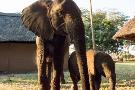 Elephant Farm-0498-2